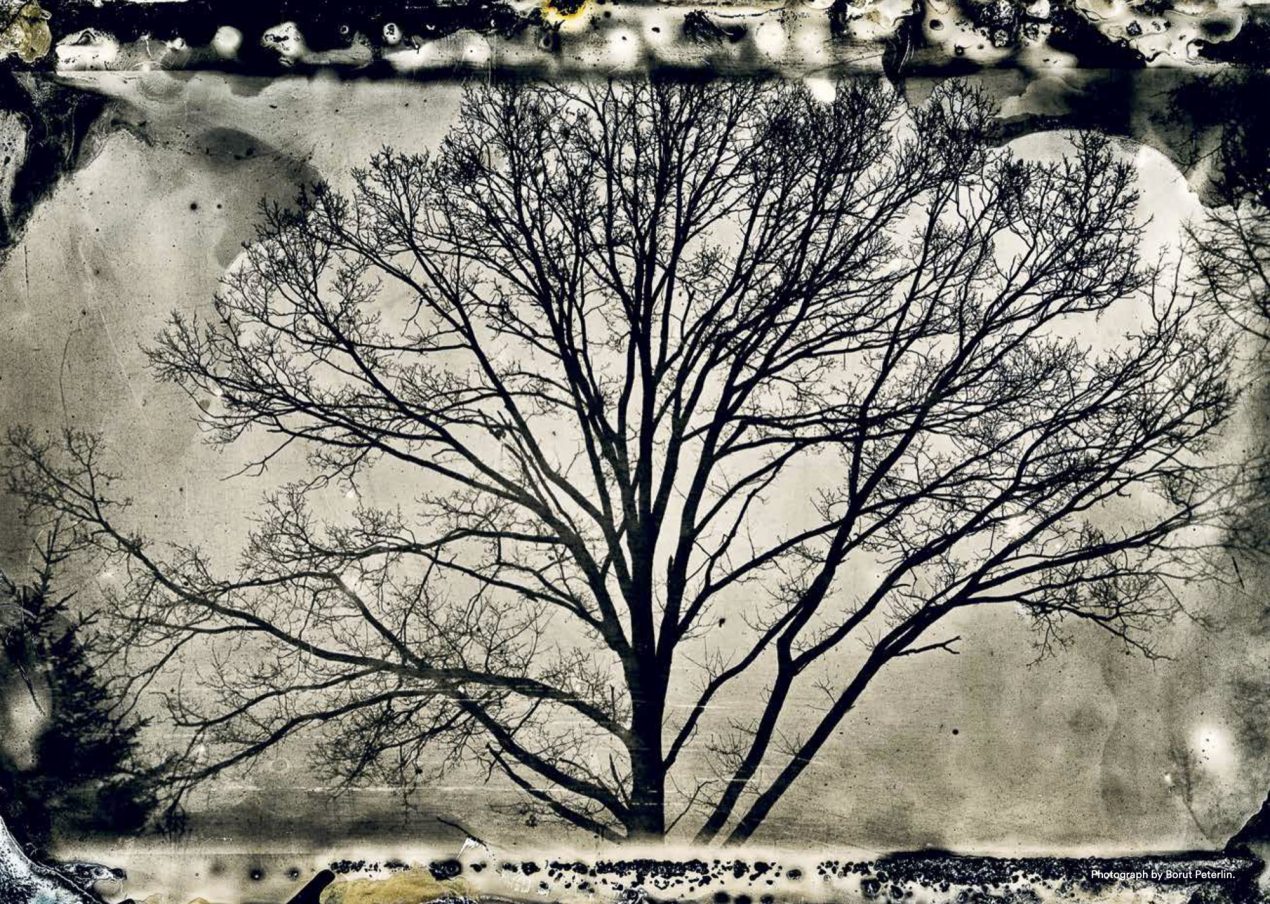 Forest Encounters: Negotiating Aesthetic Experience